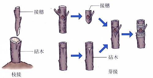 發(fā)財(cái)樹(shù)砧木與接穗