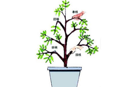 梔子花扭梢、折梢、擰枝與拿枝