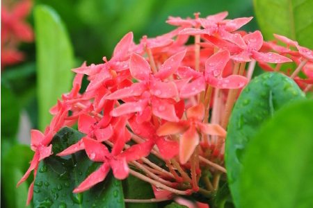 雨后仙丹花