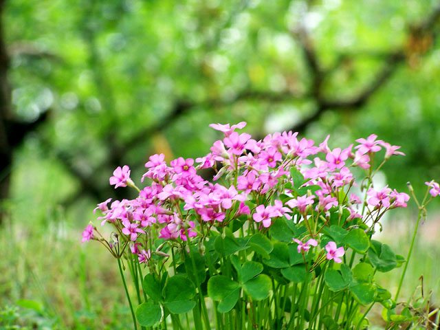 酢漿草開(kāi)花的環(huán)境要求