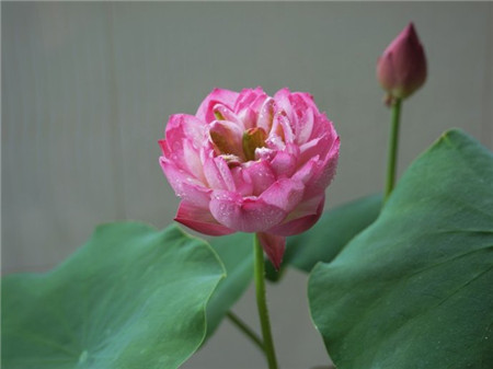 碗蓮開(kāi)花