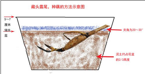 碗蓮種植圖解