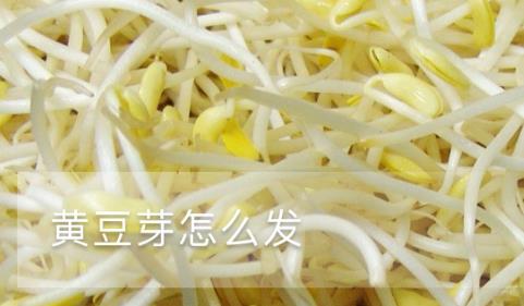 黃豆芽怎么發(fā)