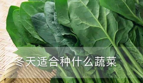 冬天適合種什么蔬菜 受氣溫的影響比較的小蔬菜可種植