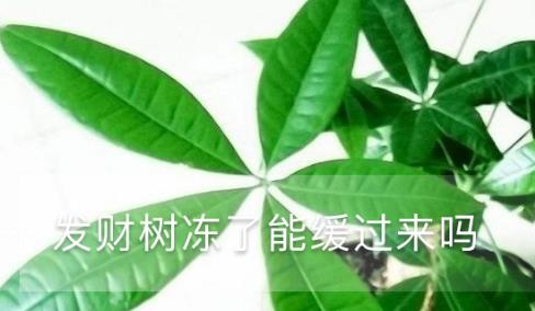 發(fā)財(cái)樹凍了能緩過來嗎，凍了怎么澆水