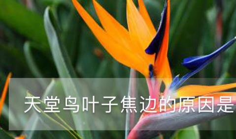 天堂鳥(niǎo)葉子焦邊的原因是什么