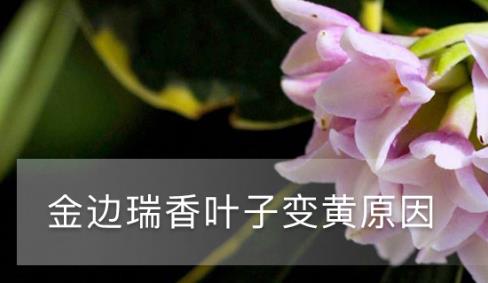 金邊瑞香葉子變黃，原因和補(bǔ)救方法詳解