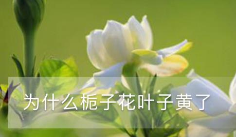 為什么梔子花葉子黃了 黃葉枯萎的原因及補(bǔ)救辦法