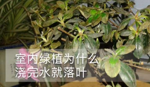 室內(nèi)綠植為什么澆完水就落葉