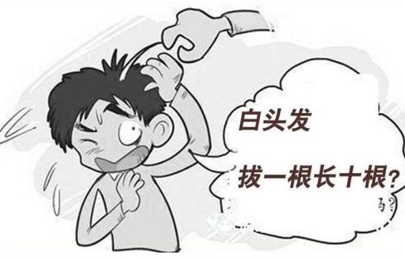 白頭發(fā)如何根治才能變成黑頭發(fā)？白頭發(fā)真的是拔一根會長十根嗎