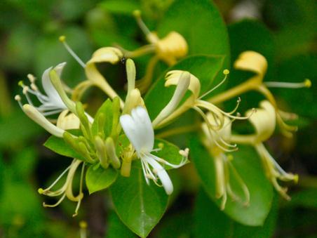 喝金銀花茶有哪些好處？金銀花有哪些食用禁忌？