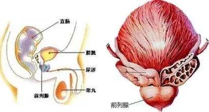 北京紫荊醫(yī)院是私立的嗎？貪吃腹痛竟然“惹來(lái)”前列腺炎