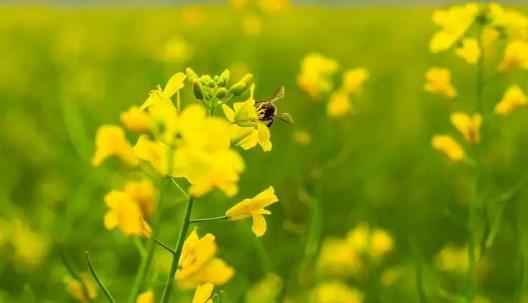 吃油菜花有哪些好處？油菜花和油菜有哪些區(qū)別