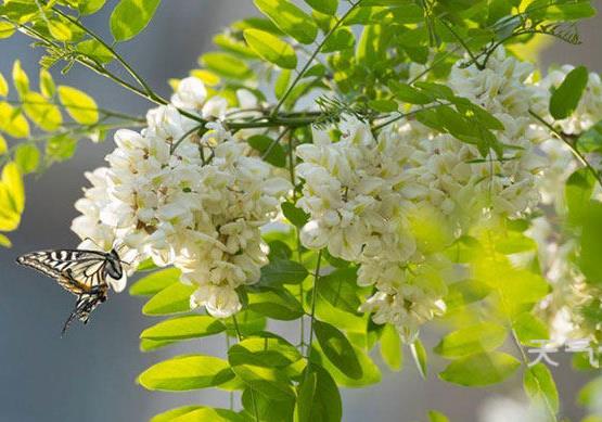 槐花茶怎么制作？槐花的功效與作用