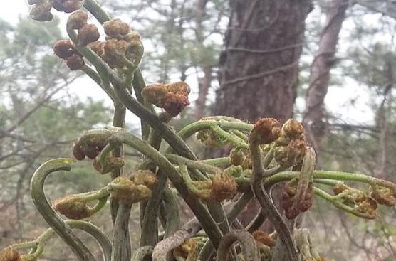 蕨菜的做法有哪些？蕨菜的食用禁忌