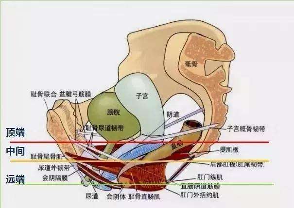 女性陰部真實(shí)照片：健康女人真實(shí)完美陰道及處女膜解剖學(xué)圖片【多圖】