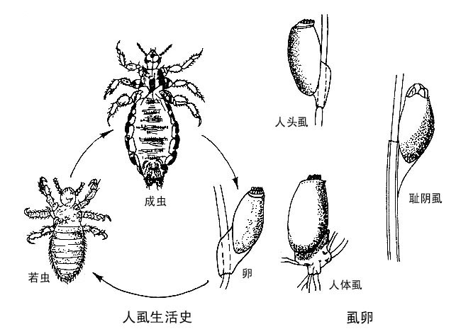 陰虱病有哪些癥狀什么樣子圖片？如何預(yù)防陰虱病？