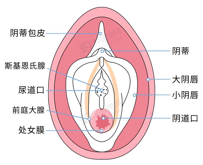 女人陰道是什么樣子的圖片科普 陰部真實構造解剖結(jié)構圖