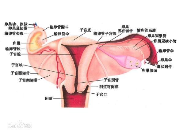 女人下面是什么樣子的圖片 陰部真實(shí)構(gòu)造解剖結(jié)構(gòu)圖