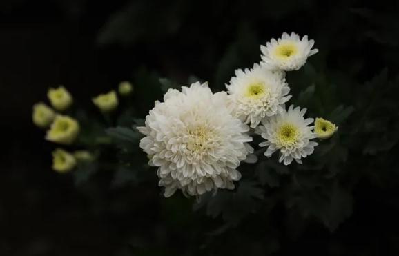 菊花可以吃嗎？菊花應(yīng)該怎么吃？