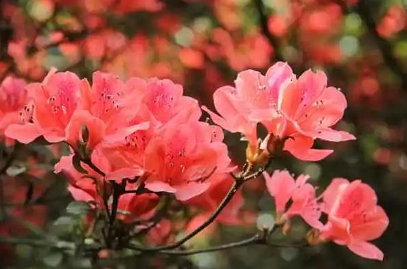 杜鵑花的花語是什么呢？杜鵑花的花期是什么時候？