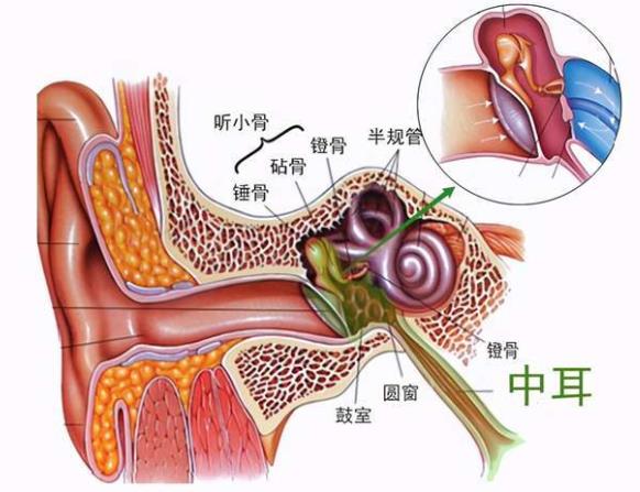 中耳炎會(huì)自愈嗎 足量正規(guī)足療程診治