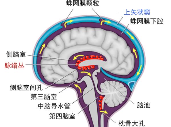 腦積水的癥狀有哪些 頭重頭圍增大顱內(nèi)壓鑄件增高