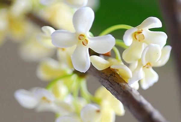 桂花的保存方法是什么？新鮮的桂花怎樣曬干保存？