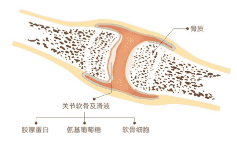 日常養(yǎng)護關節(jié)軟骨，有哈藥氨糖幫忙更高效