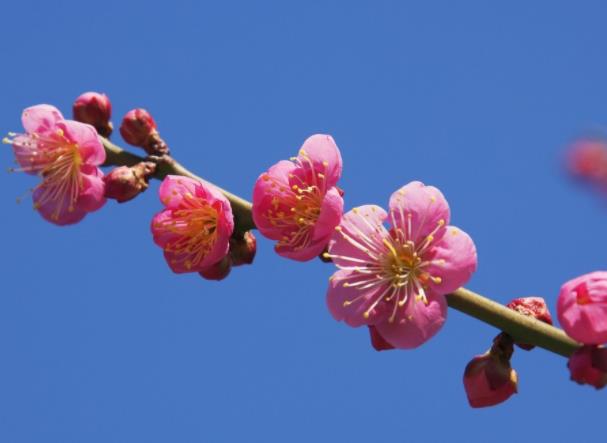 種植梅花注意什么 光照澆水土壤溫度管理