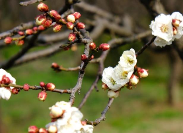 種植梅花怎么選盆 透氣透水的紫砂盆陶盆或釉陶盆