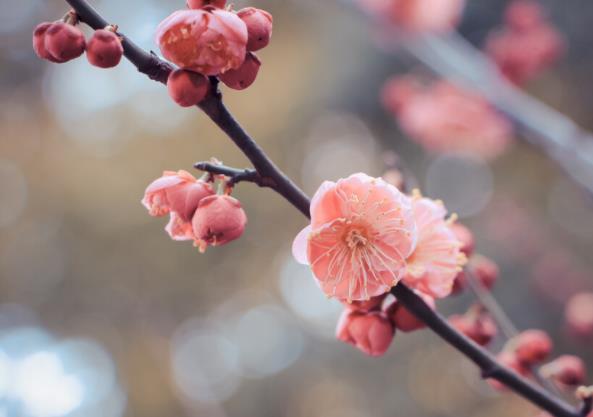 梅花縮葉病怎么辦 修剪消毒噴灑農(nóng)藥