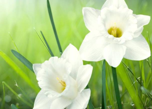 水仙在夏季能開花嗎 花期為冬季休眠狀態(tài)不開花