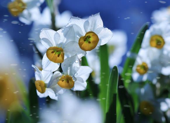 水仙花的花語是什么 敬意陶醉自戀