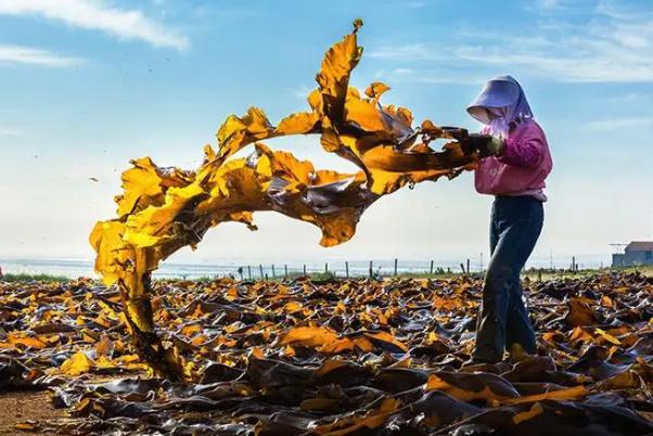 海帶含鈣高嗎？海帶嘌呤高嗎？