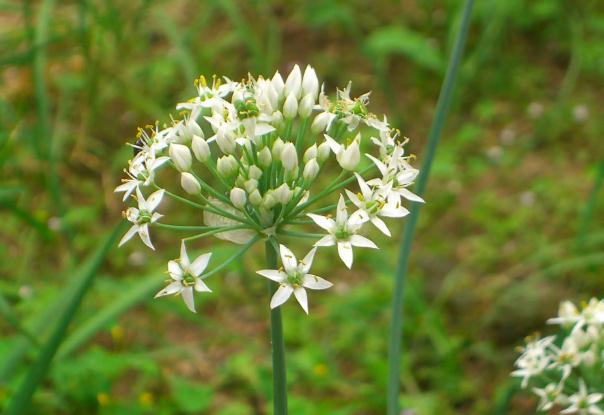 韭菜花醬發(fā)酵時(shí)間是多久？韭菜花醬可以長(zhǎng)期儲(chǔ)存嗎？