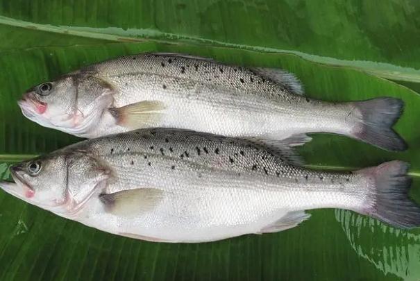 菜市場(chǎng)的鱸魚是海魚嗎？一斤半的鱸魚蒸幾分鐘？