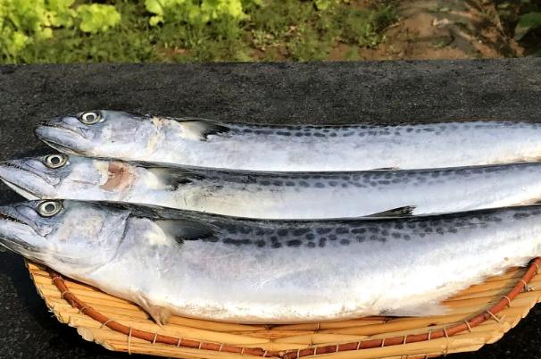 燕鲅魚和鮐鲅魚的區(qū)別有哪些？鲅魚熱量是多少？