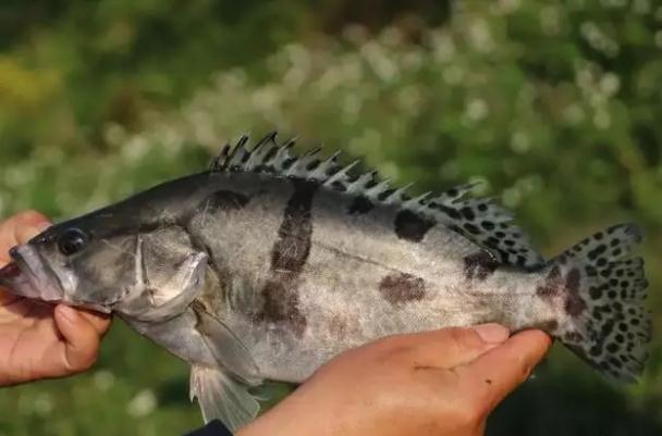 桂魚(yú)刺多嗎？桂魚(yú)是淡水魚(yú)嗎？