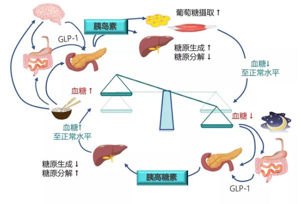 糖尿病的發(fā)病原因？糖尿病對女性性功能的影響？