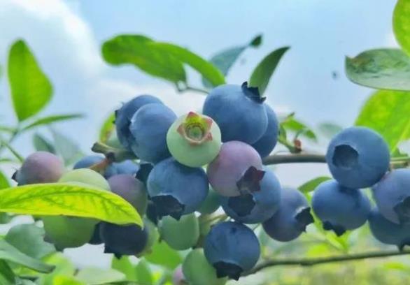 藍莓加熱破壞花青素嗎 藍莓冷凍后花青素會消失嗎