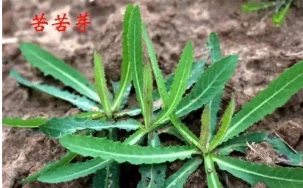 什么是胃炎？胃炎吃苦菜有什么好處？