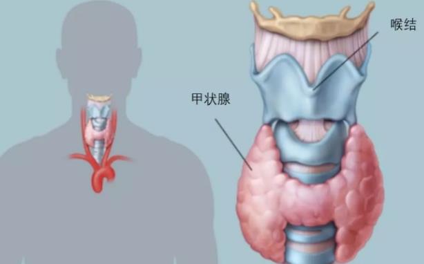 甲狀腺結(jié)節(jié)3類(lèi)是什么意思 良性惡性腫瘤風(fēng)險(xiǎn)較小