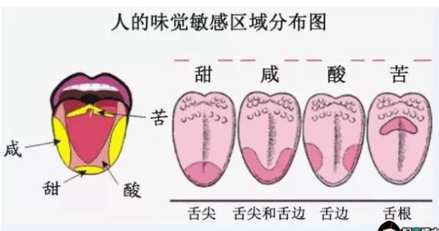 味蕾在舌頭的什么位置？舌頭哪個部位對哪種味道最敏感？