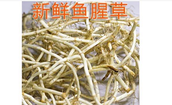 魚腥草可以治腮腺炎嗎？魚腥草能治咳嗽嗎？