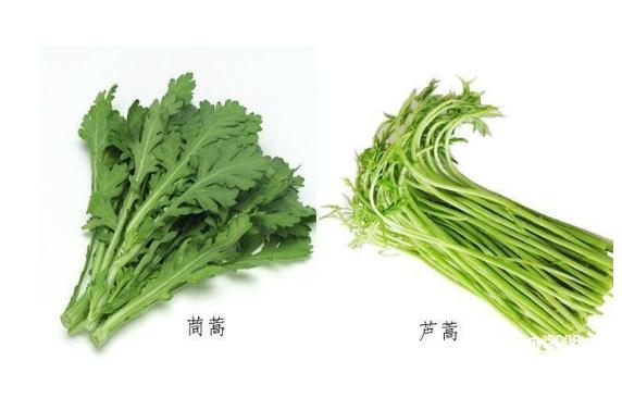 蘆蒿和茼蒿有什么區(qū)別？茼蒿可以和什么搭配吃？