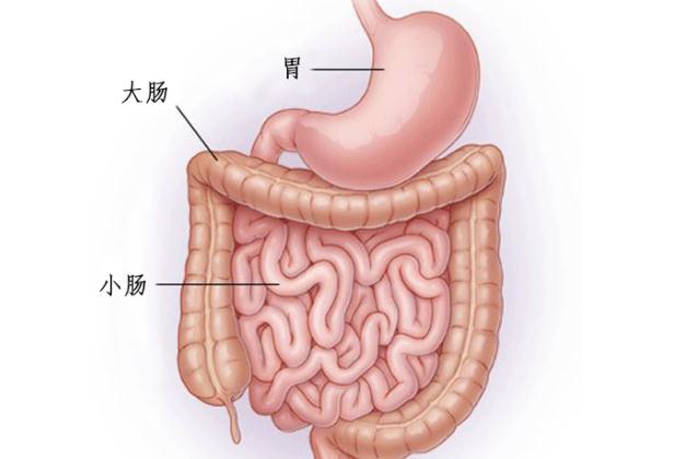 膳食纖維與大腸癌的預(yù)防是什么？膳食纖維粉對便秘有用嗎？