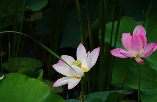 荷花酒怎么做？荷花煙為什么這么火？