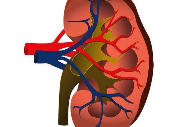 慢性腎臟病有哪些？慢性腎臟病有什么癥狀？