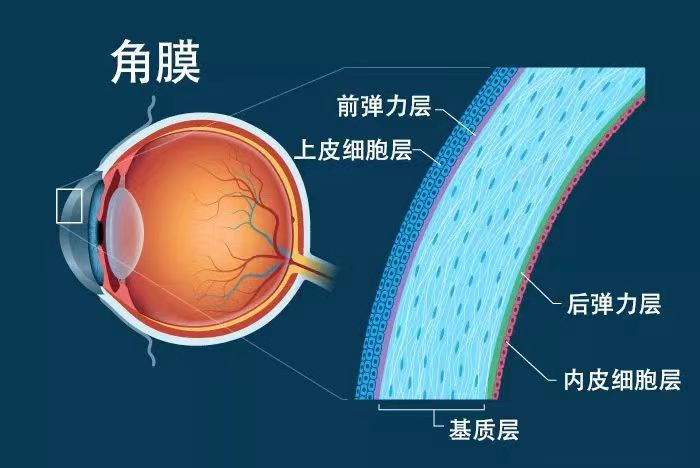 ICL晶體植入術(shù)前為什么要做角膜內(nèi)皮檢查？東莞光明眼科醫(yī)院服務(wù)周到